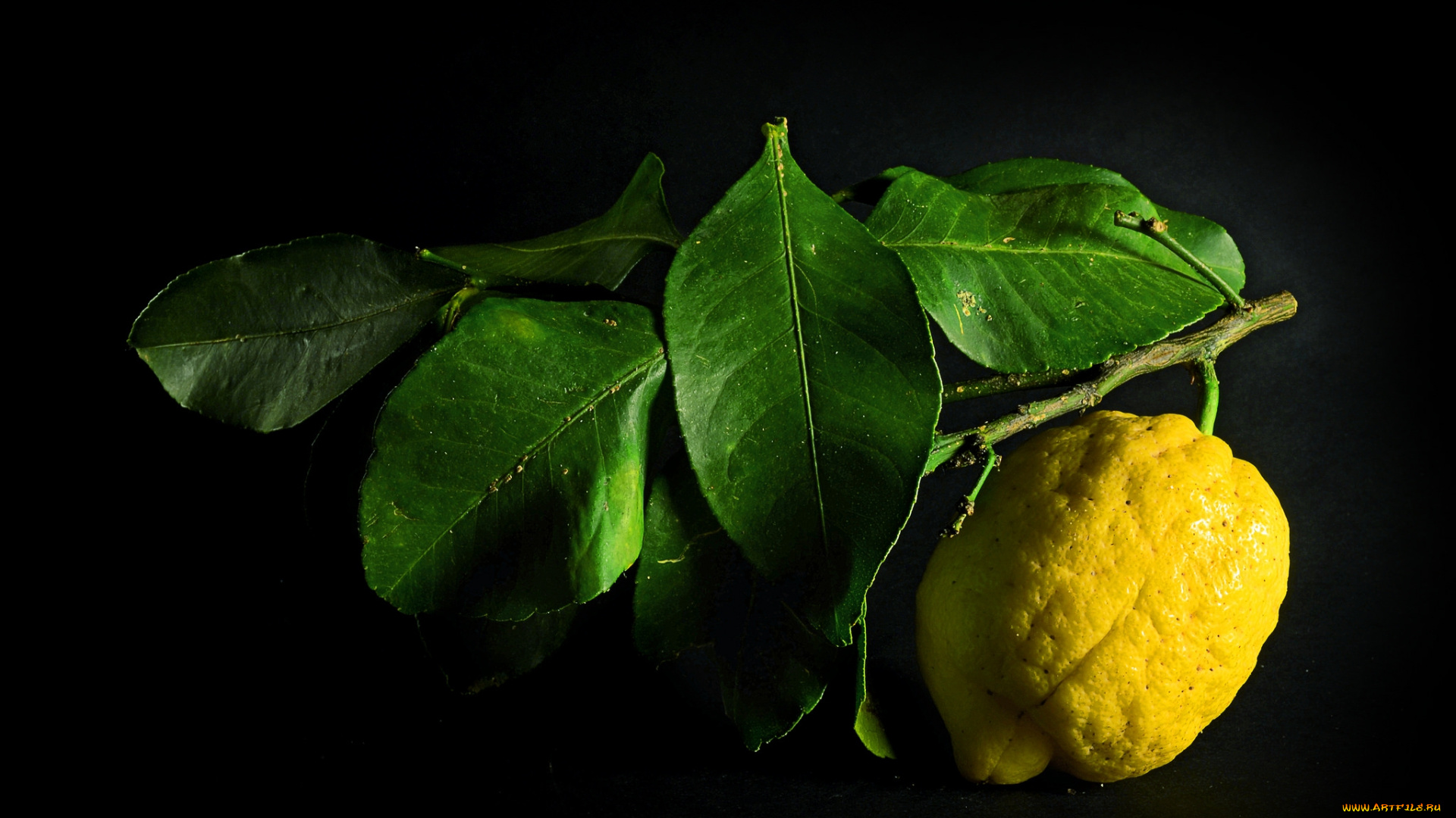 Лимон на ветке капли бесплатно