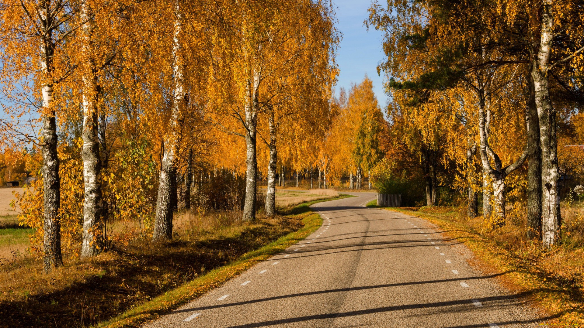 природа, дороги, nature, forest, park, trees, leaves, colorful, road, path, autumn, fall, colors, walk, листья, осень, деревья, дорога, лес, парк