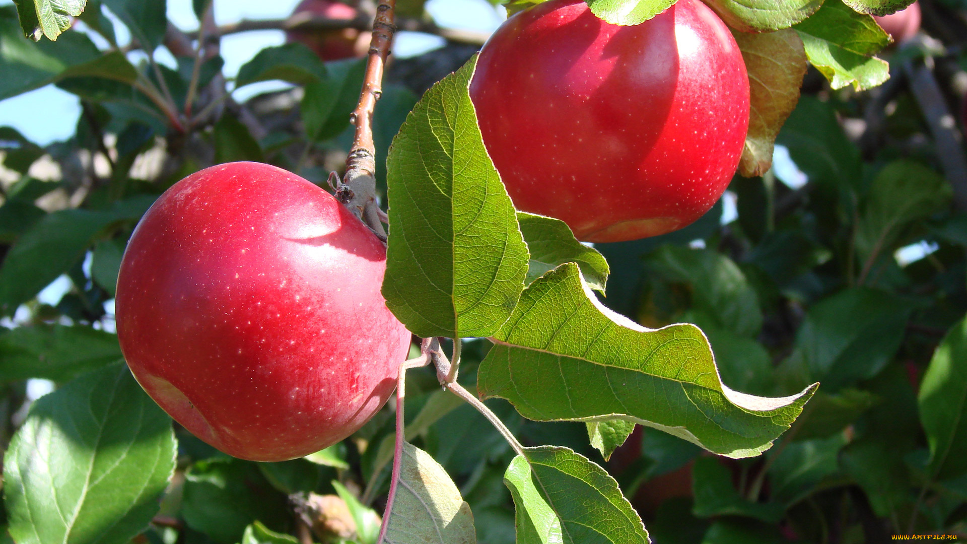 природа, плоды, яблоки, листья, ветка