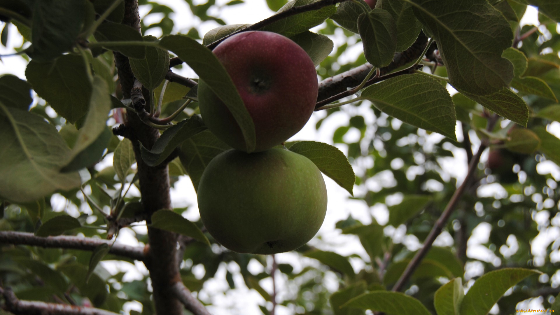 природа, плоды, яблоки, листья, ветка