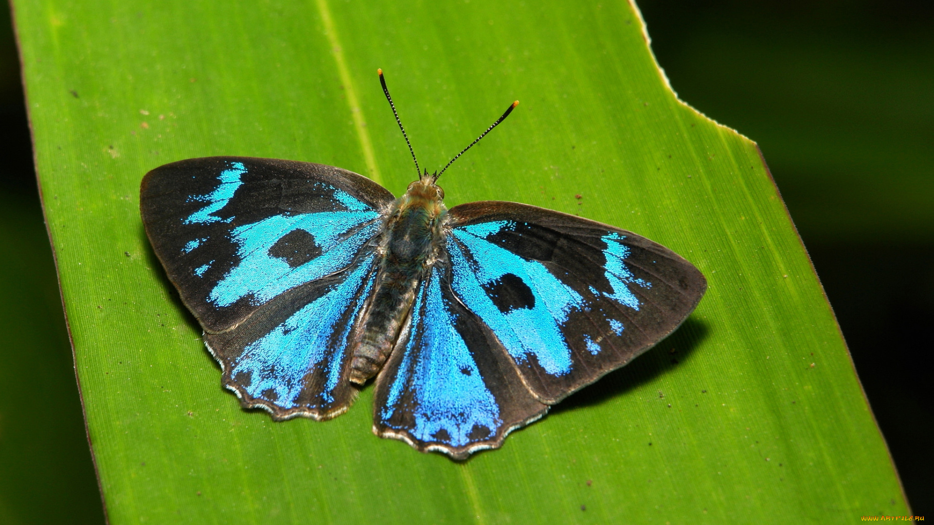 животные, бабочки, , мотыльки, , моли, itchydogimages, макро, насекомое, бабочка, синяя, крылья, усики