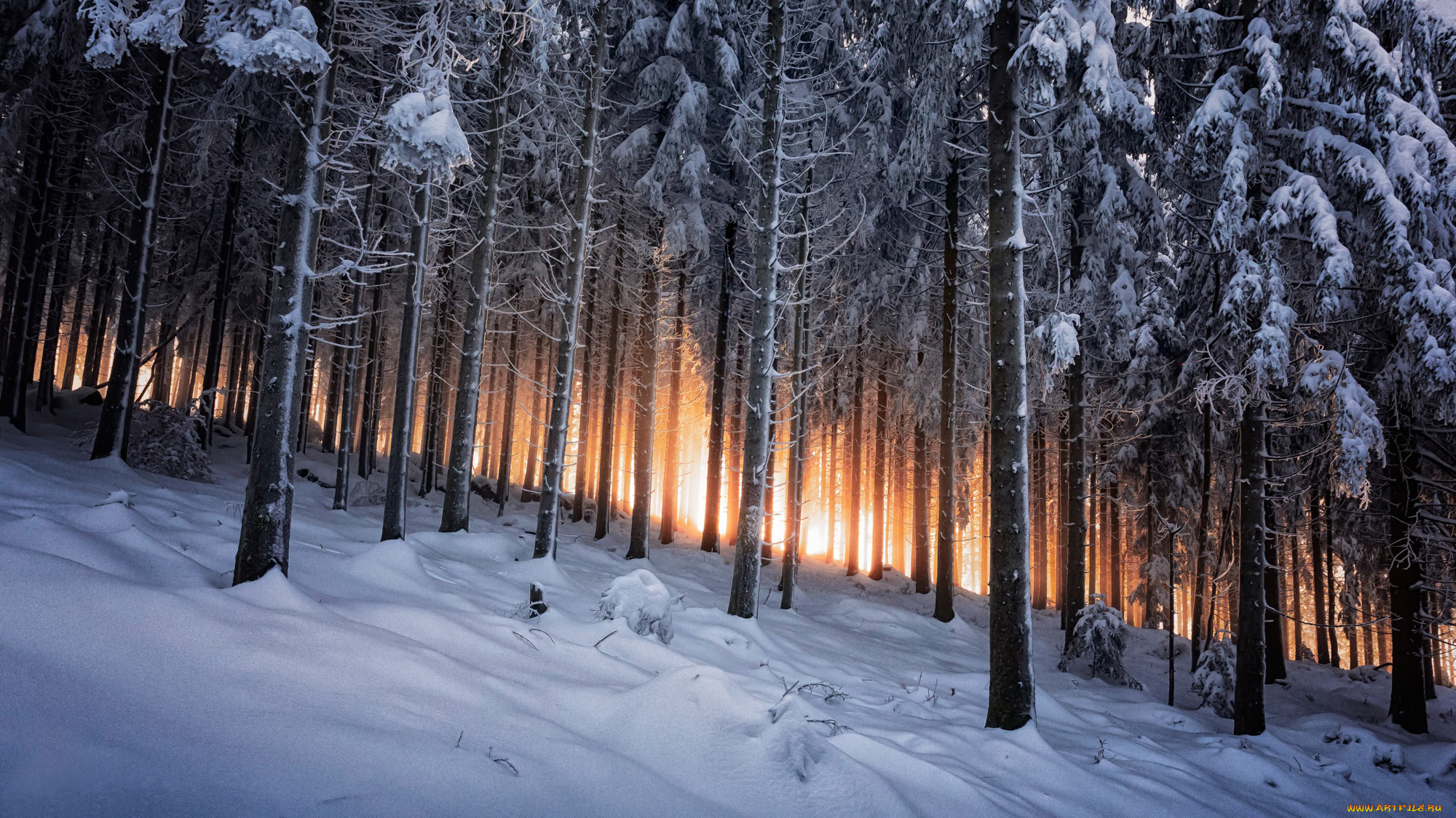 природа, лес, германия, зима, black, forest