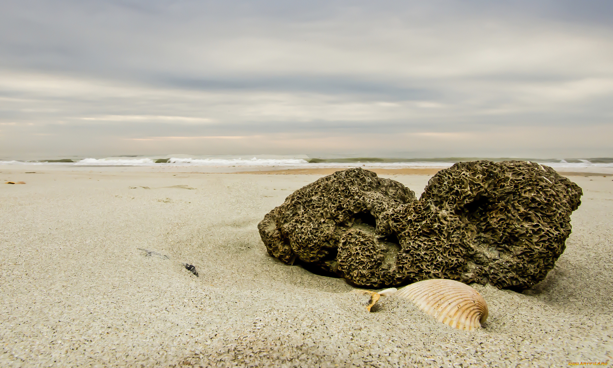 природа, побережье, пляж, песок, ракушка, небо, камень, макро