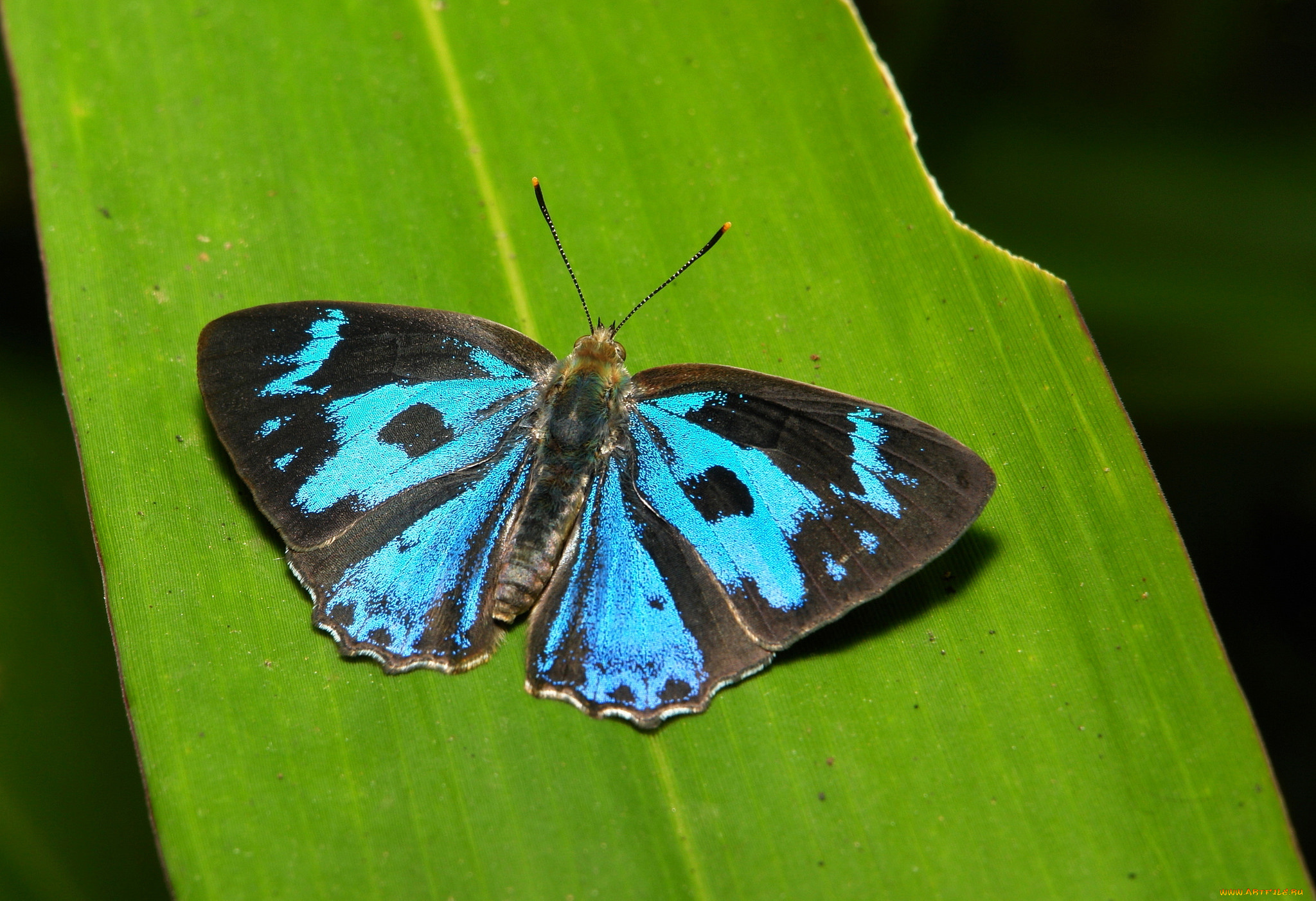 животные, бабочки, , мотыльки, , моли, itchydogimages, макро, насекомое, бабочка, синяя, крылья, усики