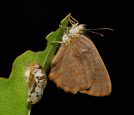 Картинка животные бабочки +мотыльки +моли itchydogimages макро бабочка крылья лист ночь