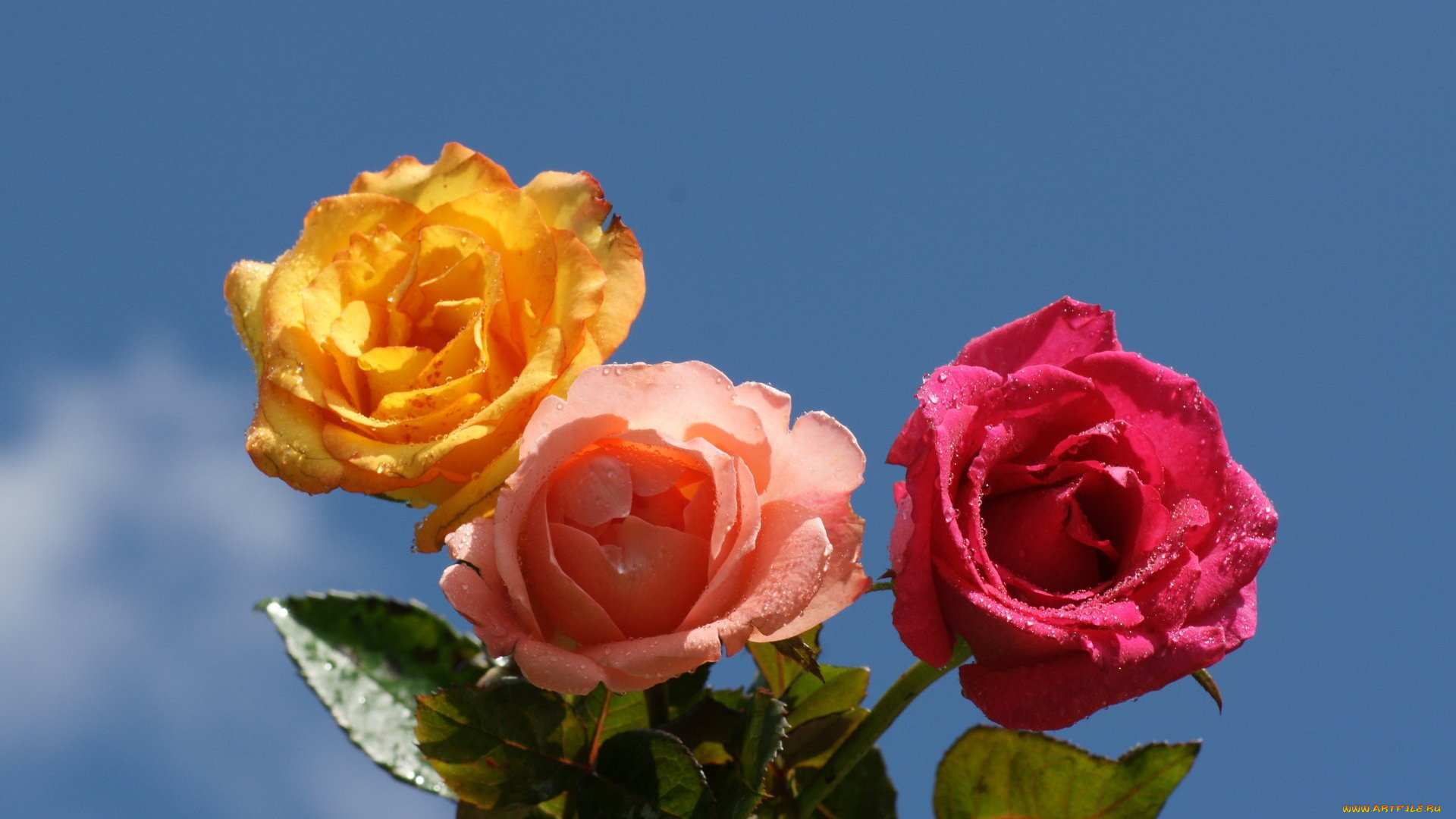 цветы, розы, небо, розовые, желтая