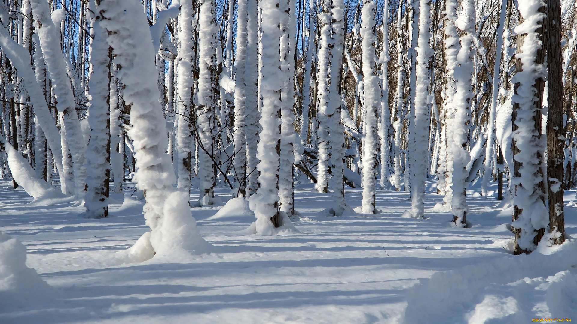 природа, зима, лес, деревья, снег, сугробы