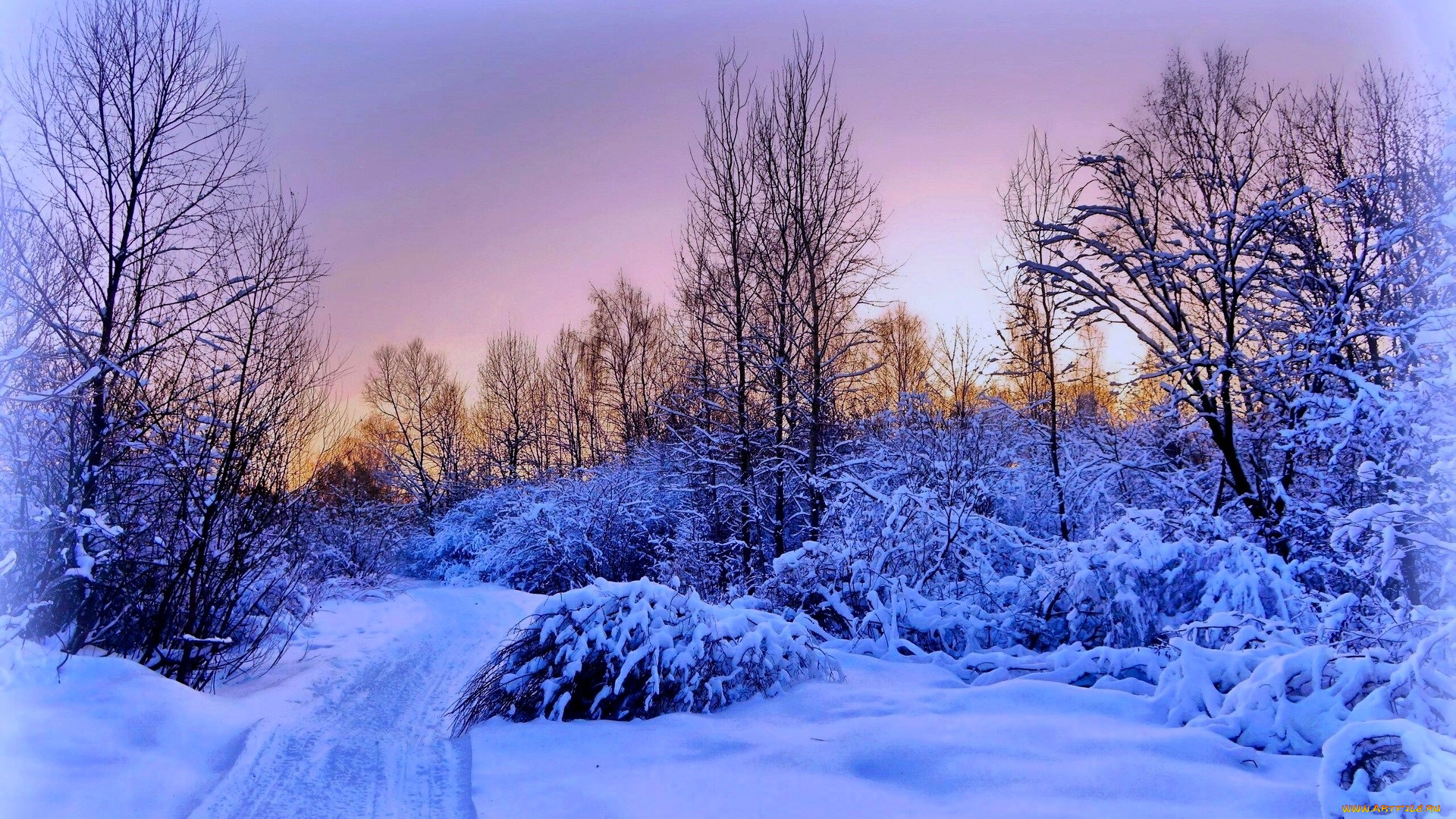 природа, зима, снег, деревья, кусты, следы