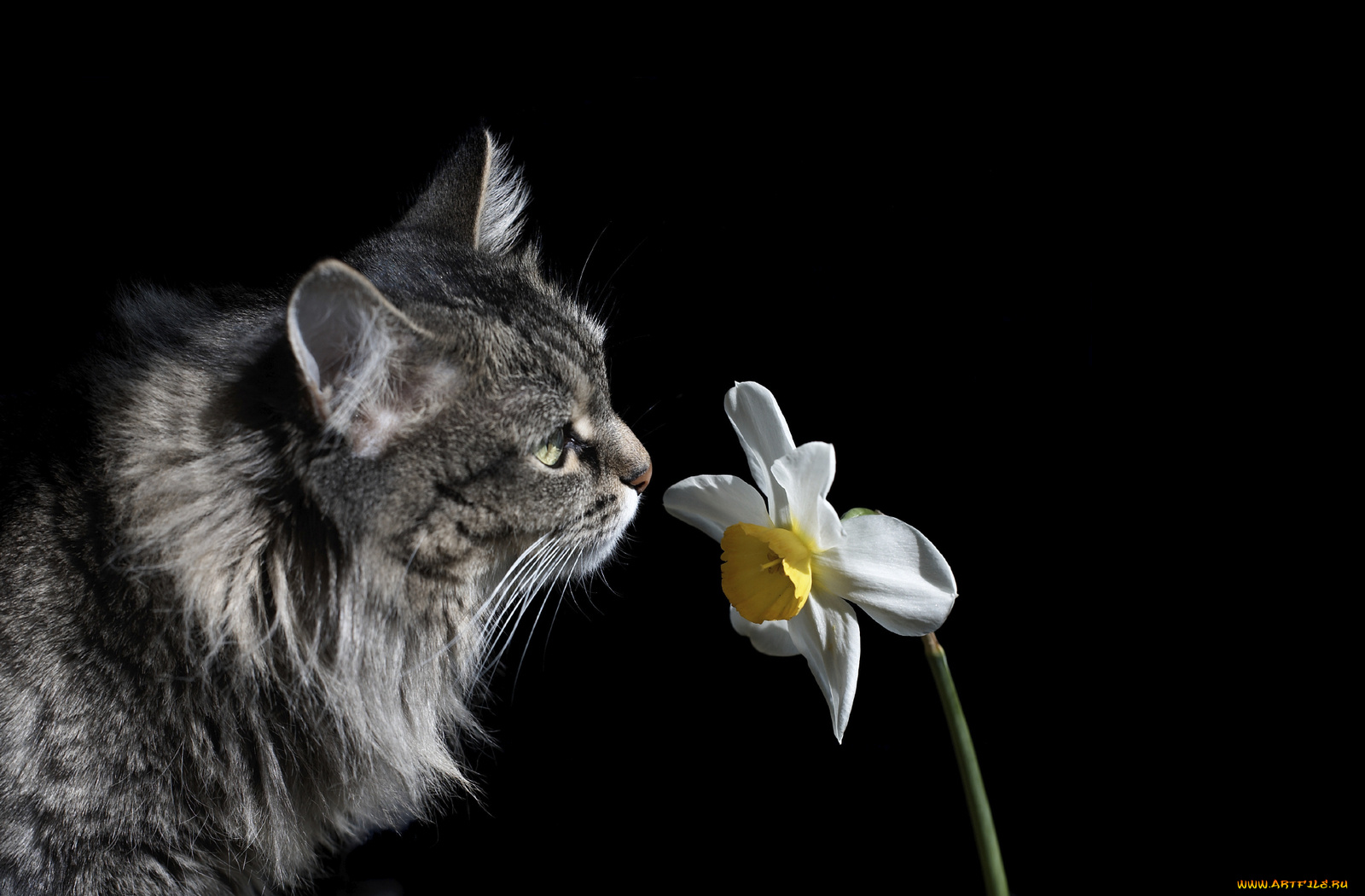 животные, коты, цветок, кошка