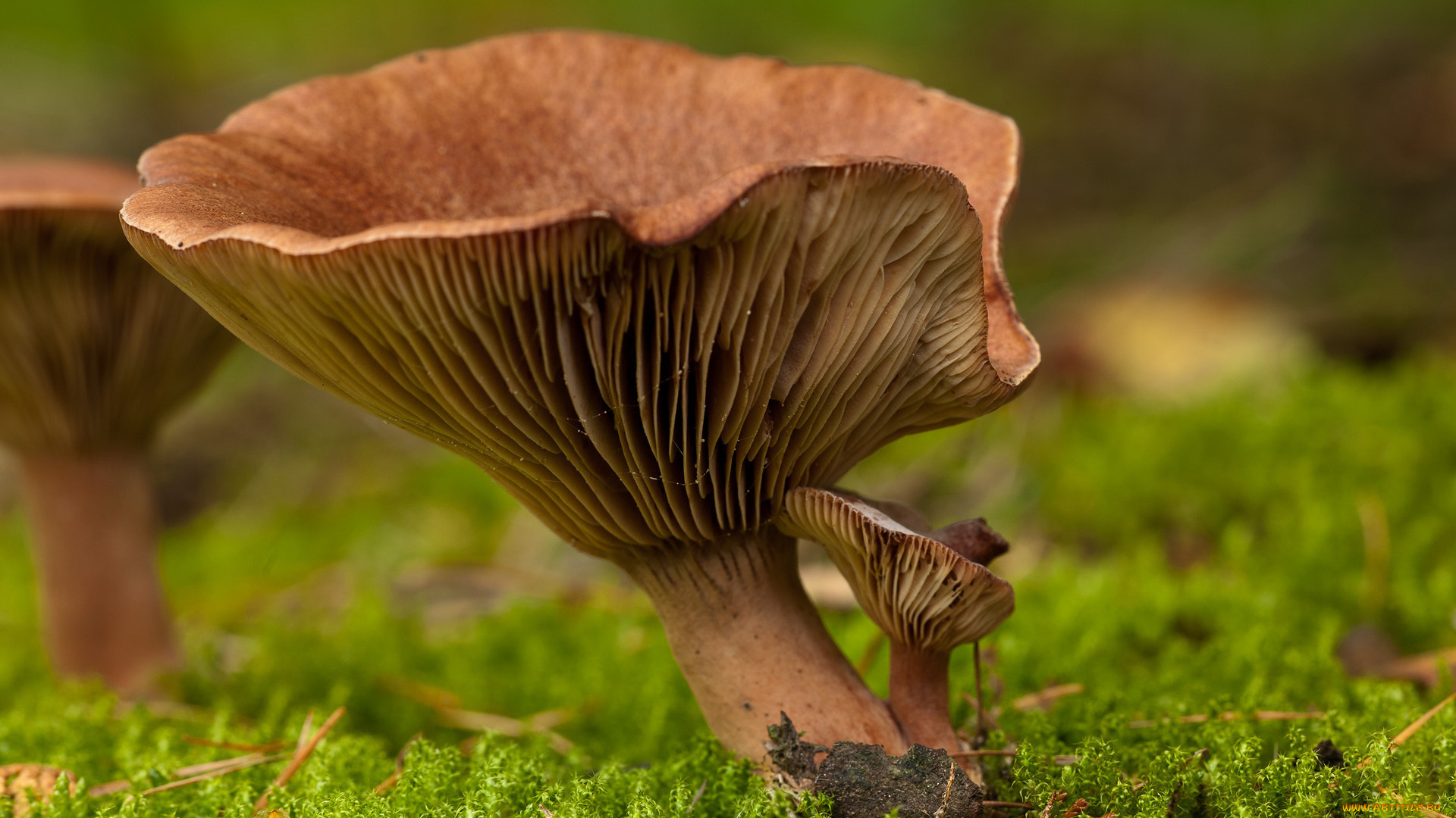 природа, грибы, гриб, мох