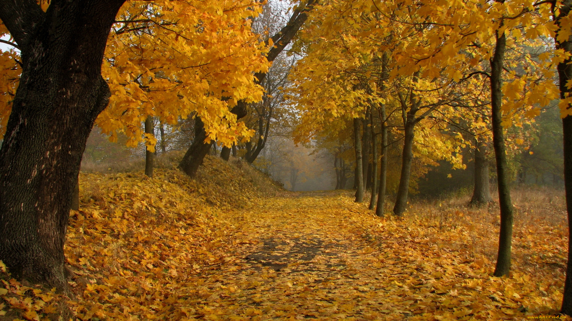 природа, лес, листья, осень