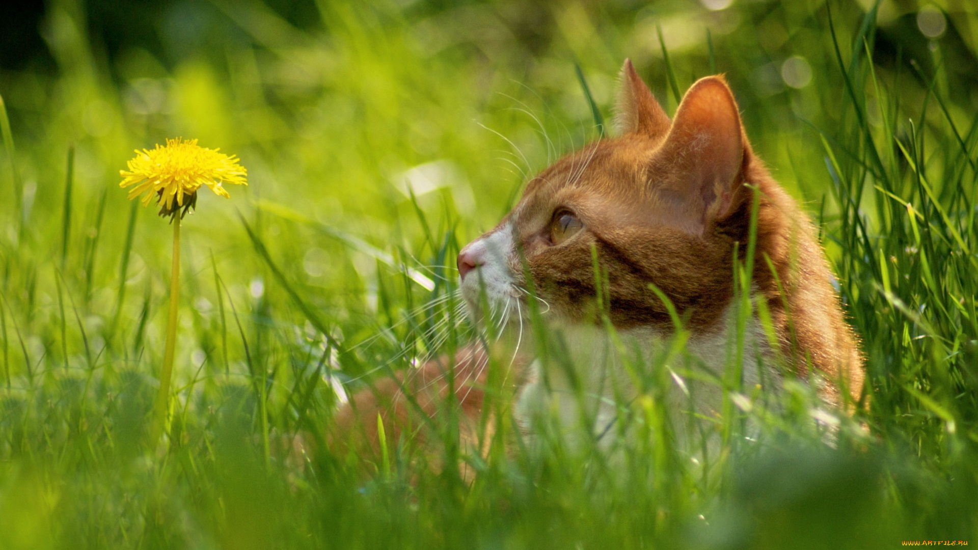 животные, коты, трава, зелень, цветок, одуванчик