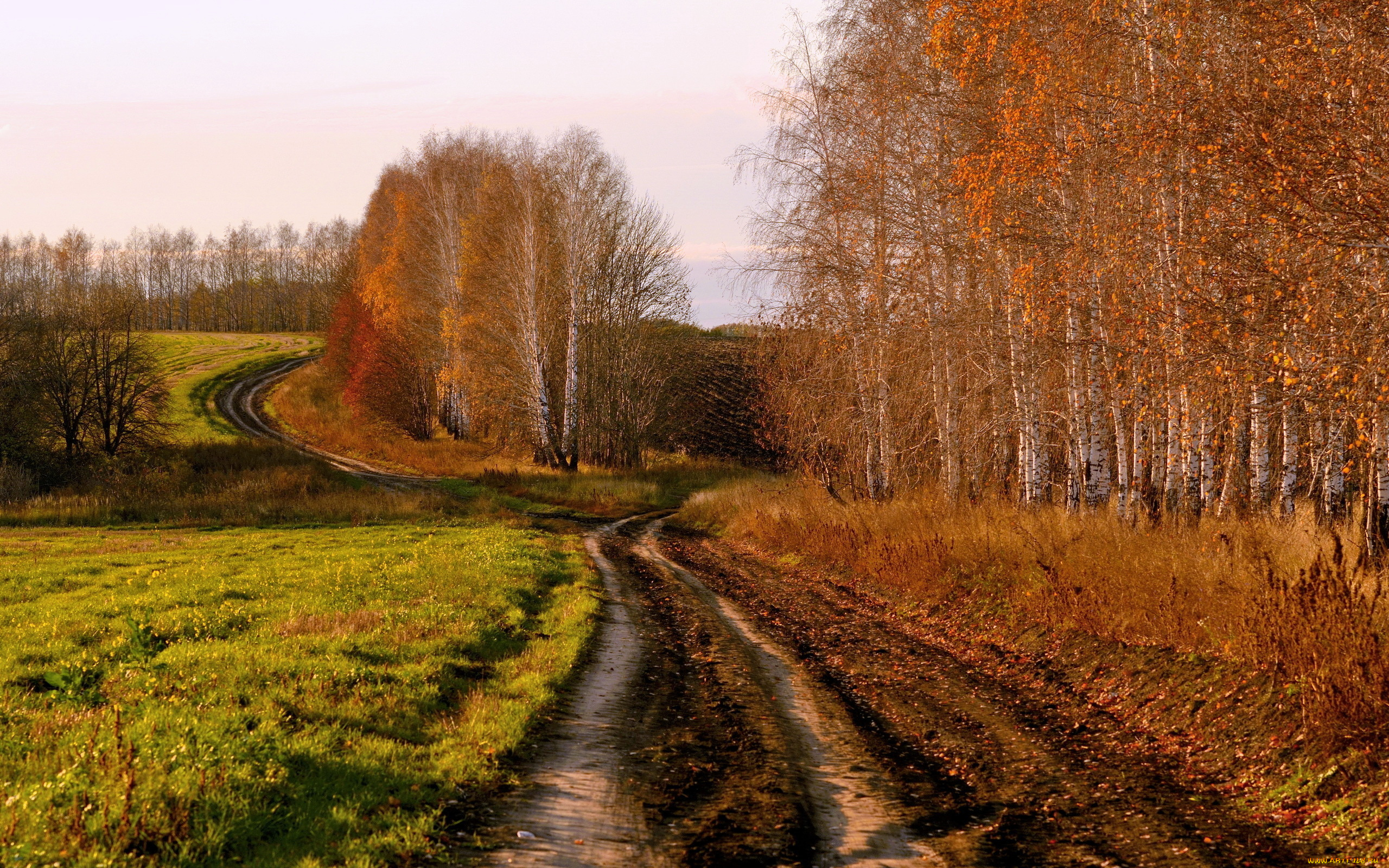 природа, дороги, осень, поле, дорога, берёзы