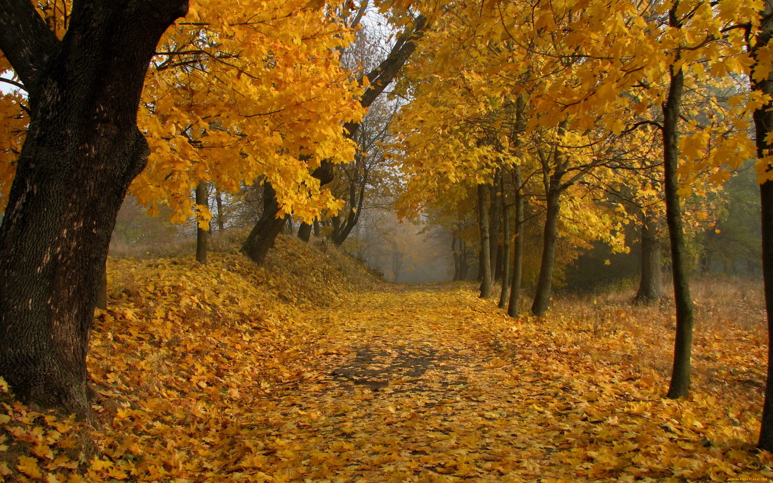 природа, лес, листья, осень