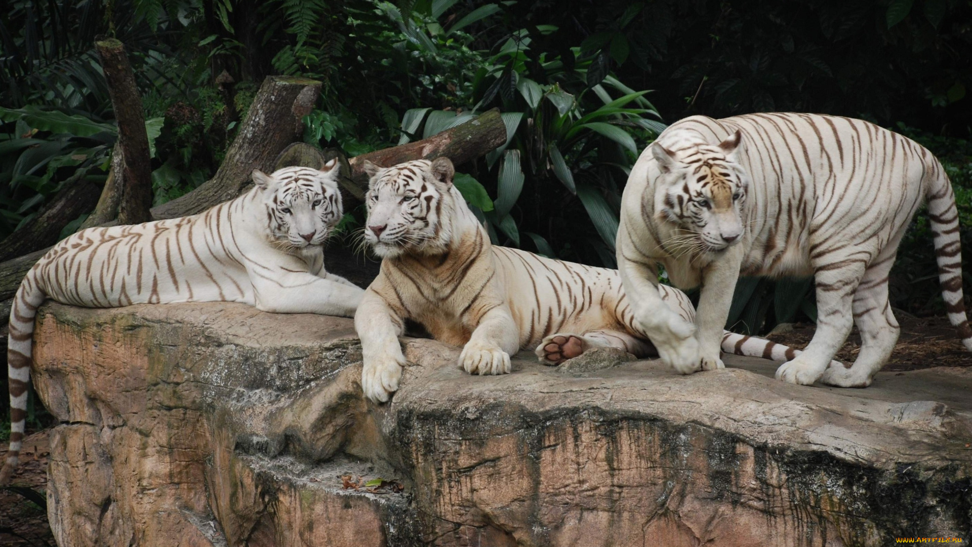 белые, тигры, сингапурском, зоопарке, животные, дикие, кошки