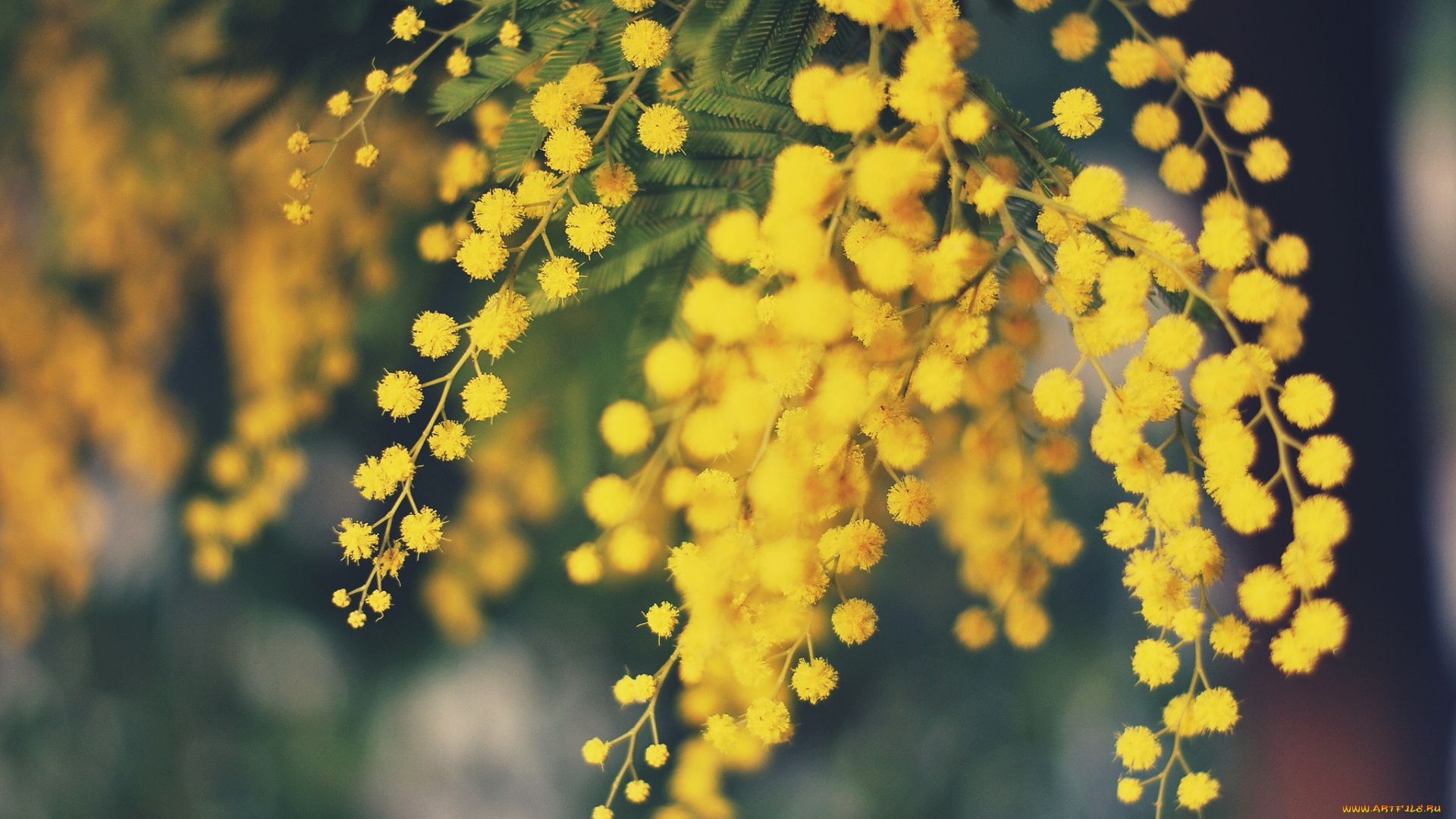 цветы, мимоза, весна, желтый, пушистики