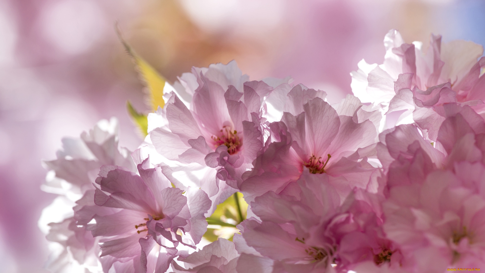 цветы, сакура, вишня, розовый, нежность
