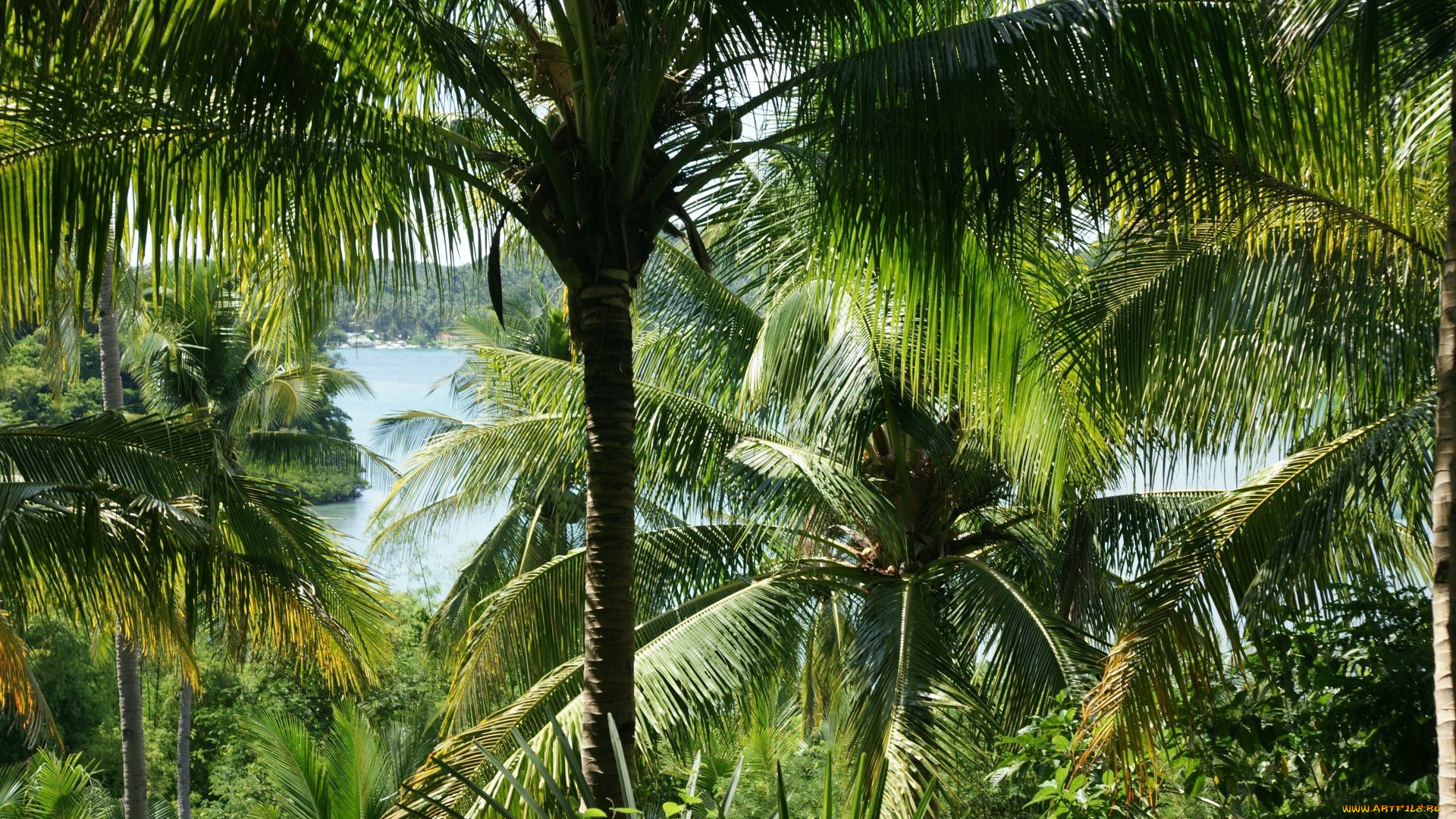 природа, тропики, пальмы