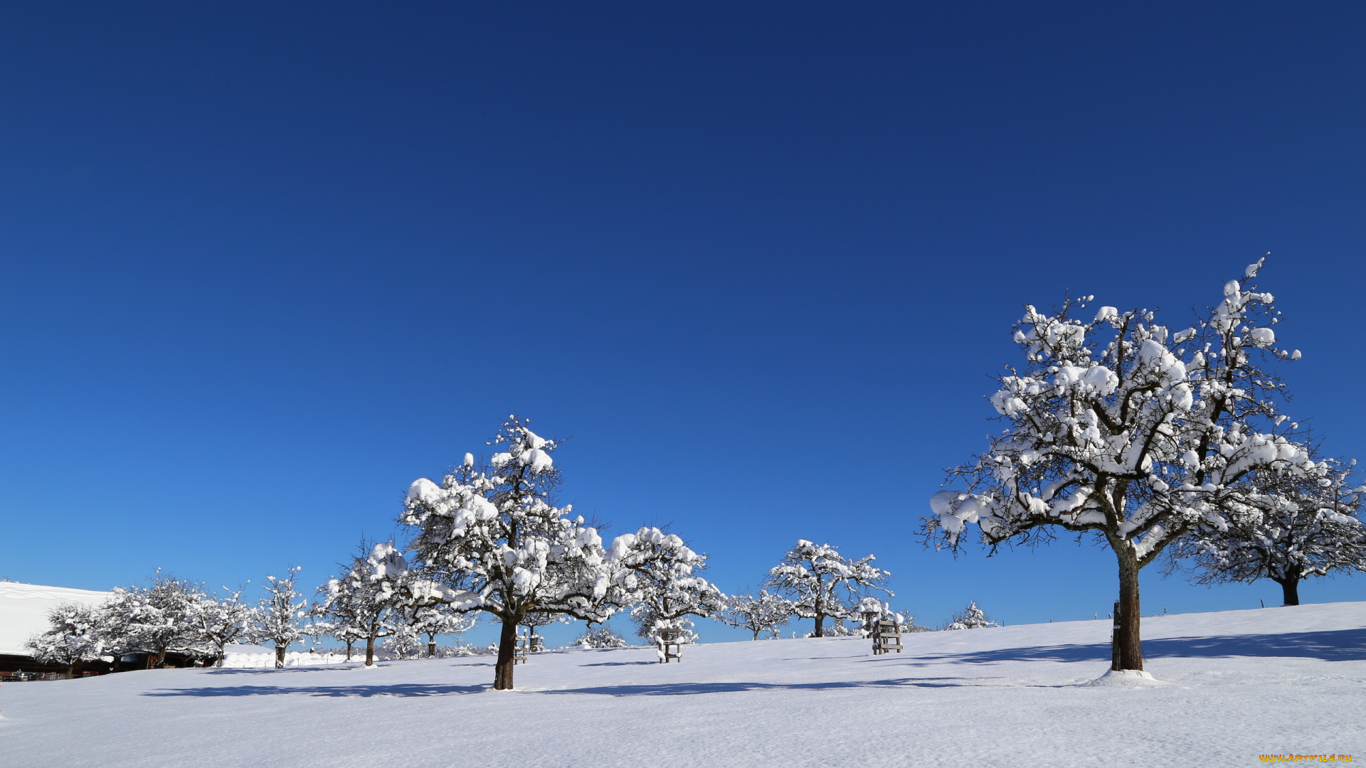 природа, зима, поле, деревья, снег