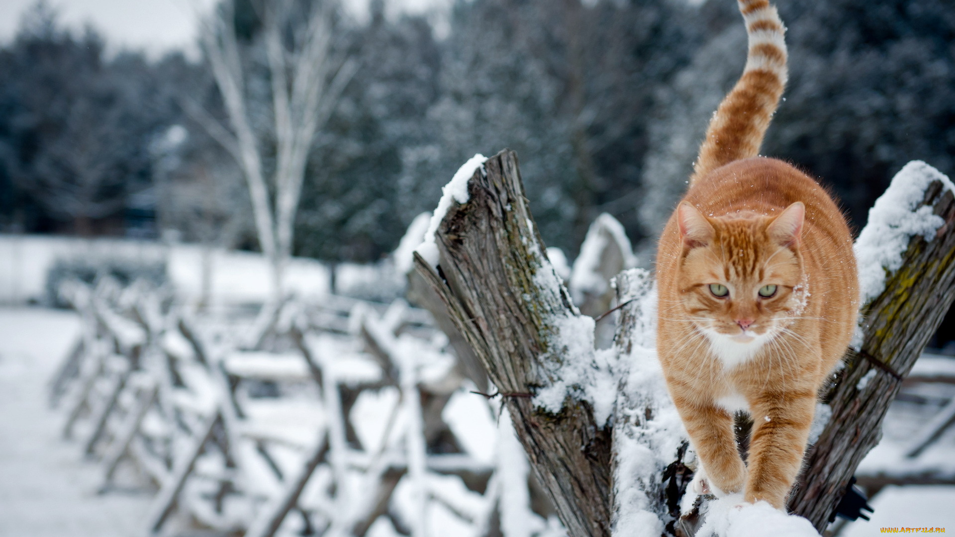 животные, коты, кошка, забор, зима