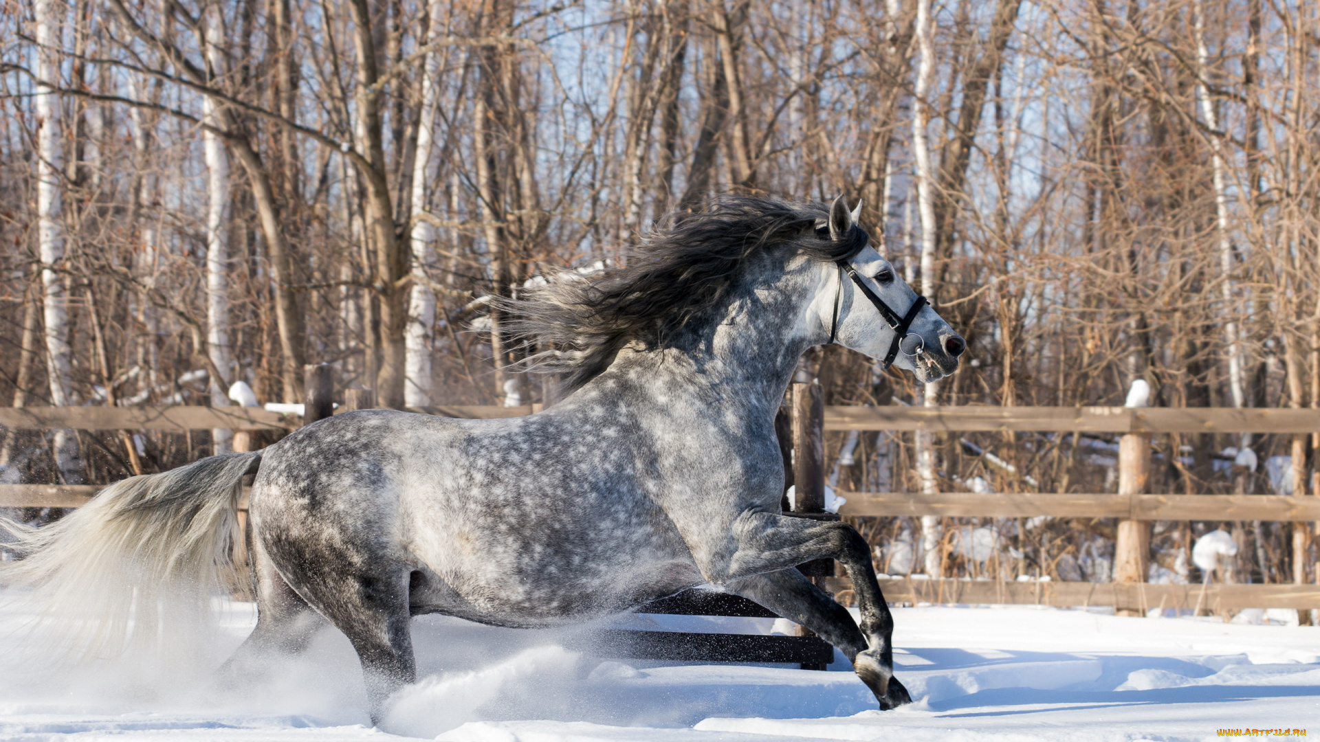 животные, лошади, конь, зима, снег