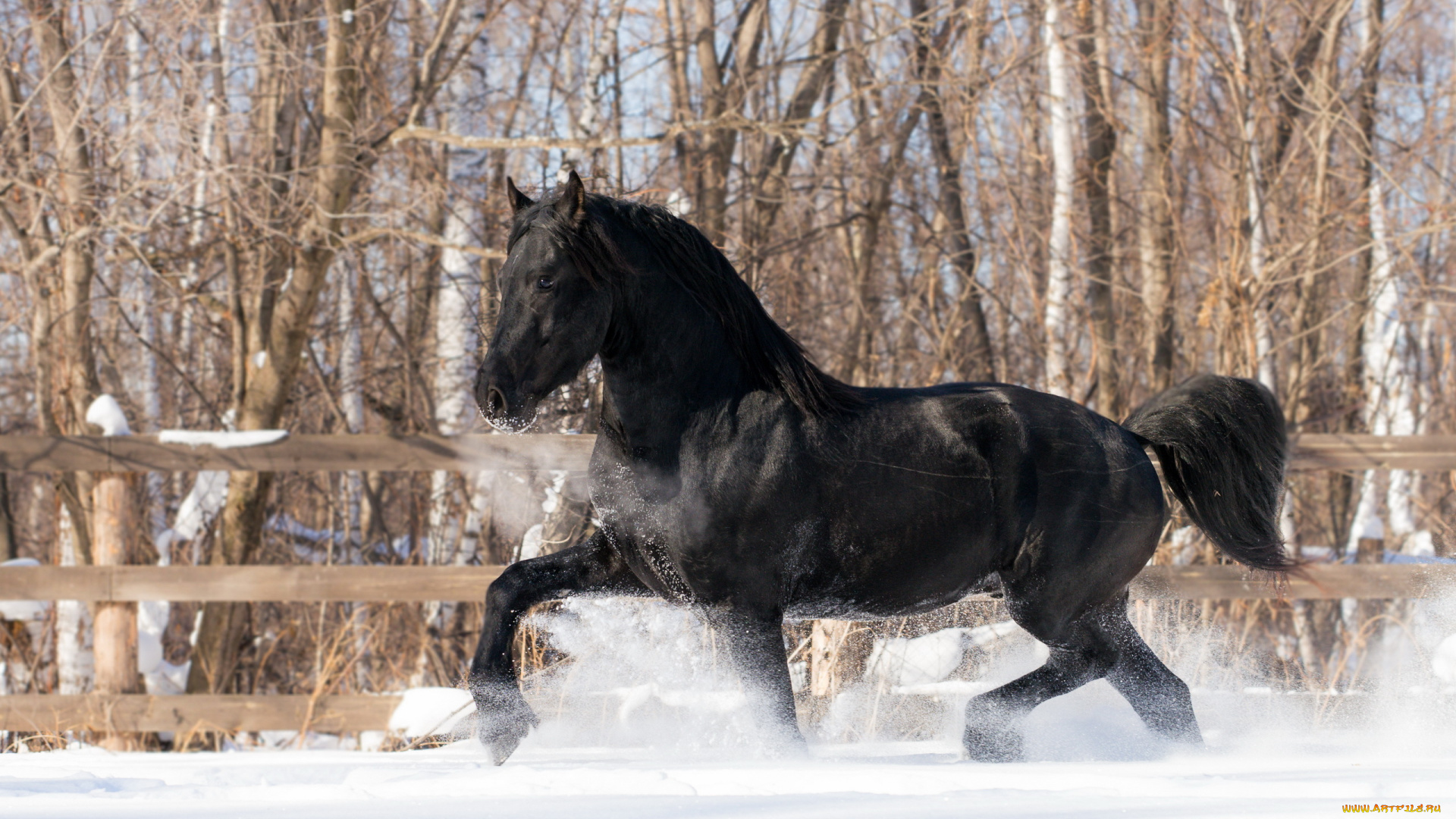 животные, лошади, снег, конь, зима
