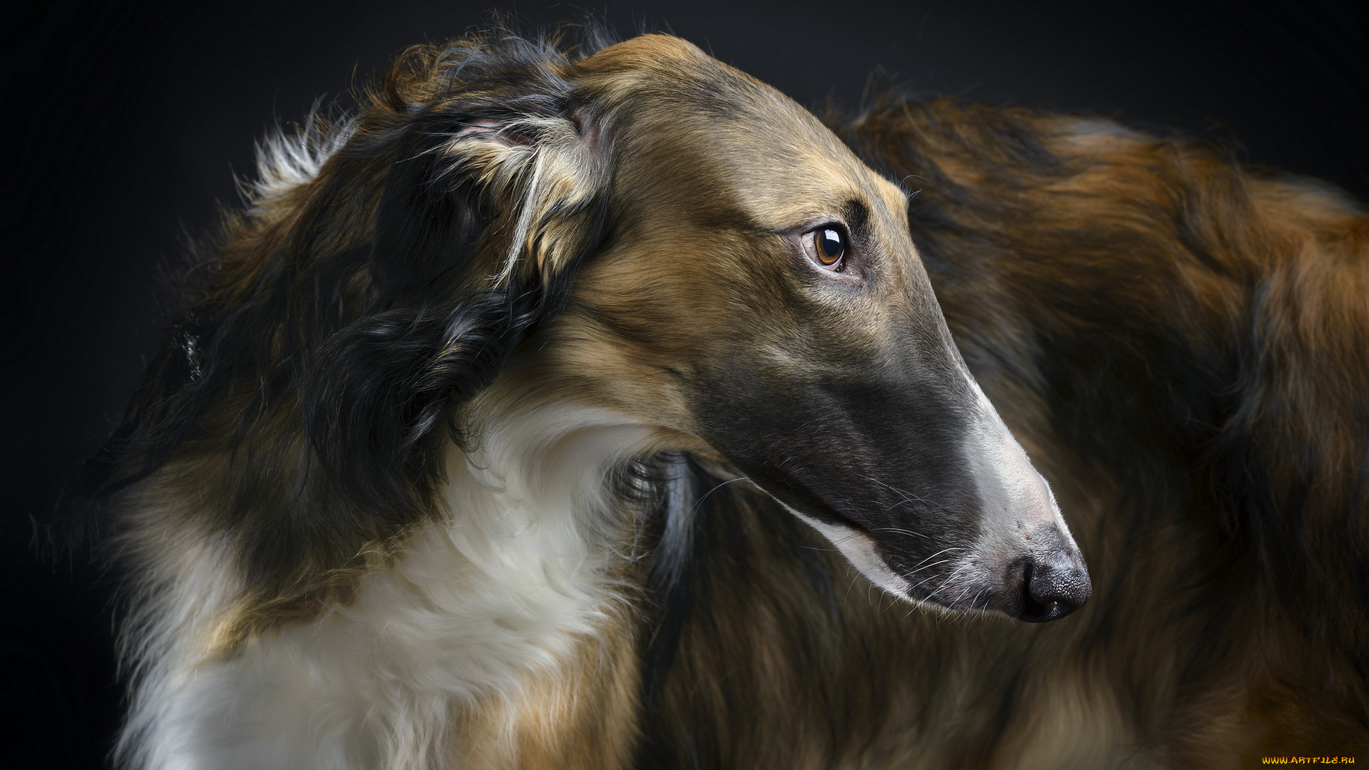 животные, собаки, borzoi, beauty