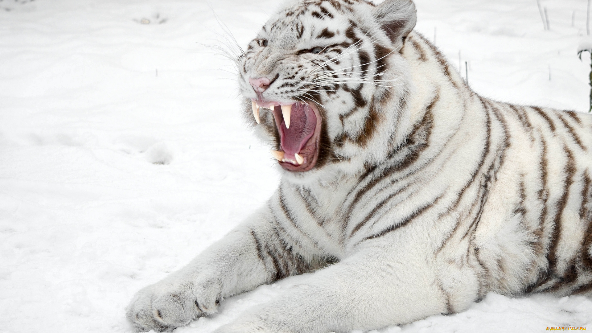 животные, тигры, белый, снег, рык