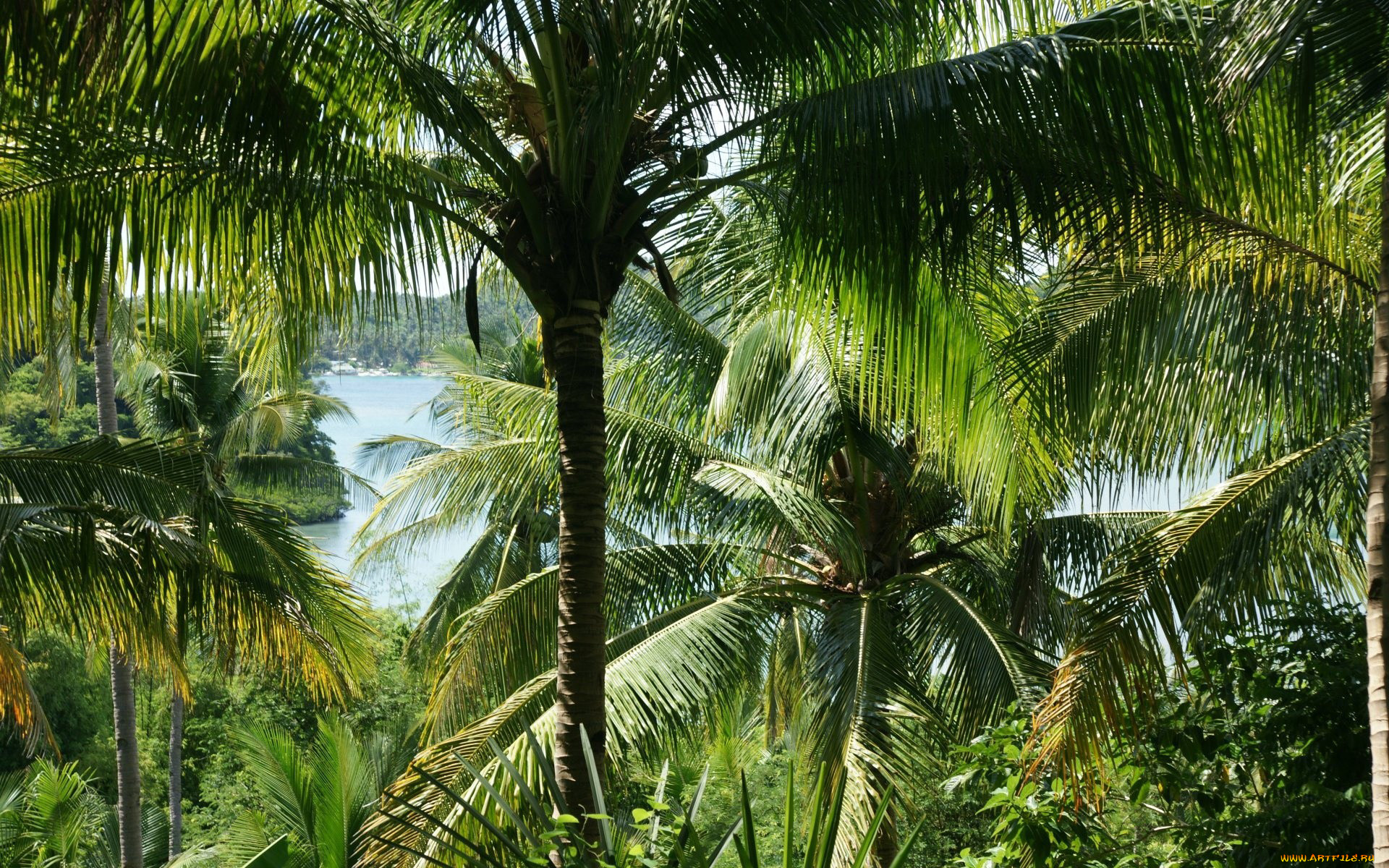 природа, тропики, пальмы