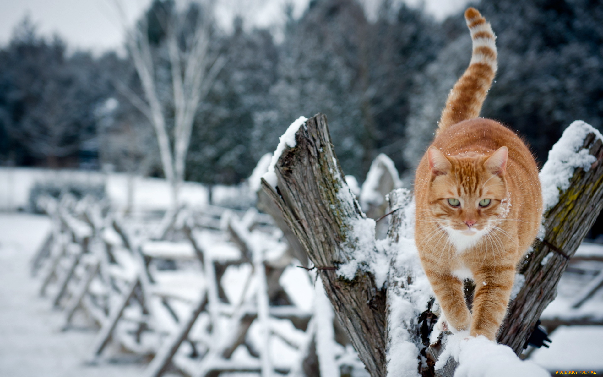 животные, коты, кошка, забор, зима