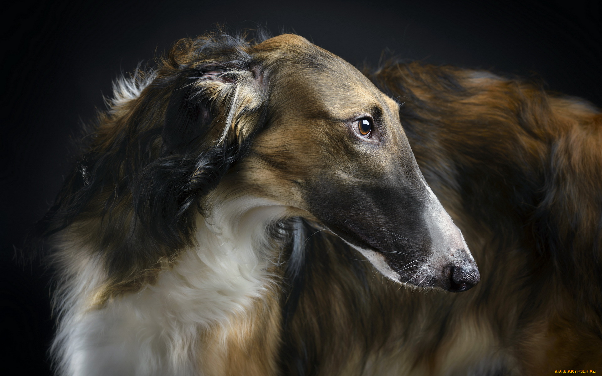 животные, собаки, borzoi, beauty