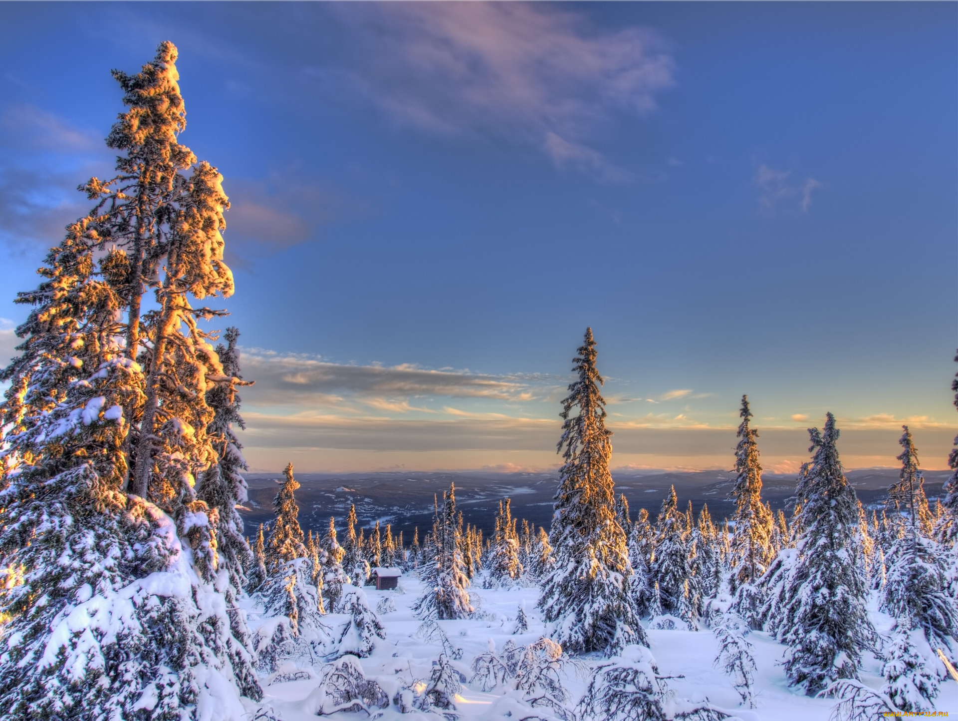 norway, природа, зима, снег, ели, норвегия