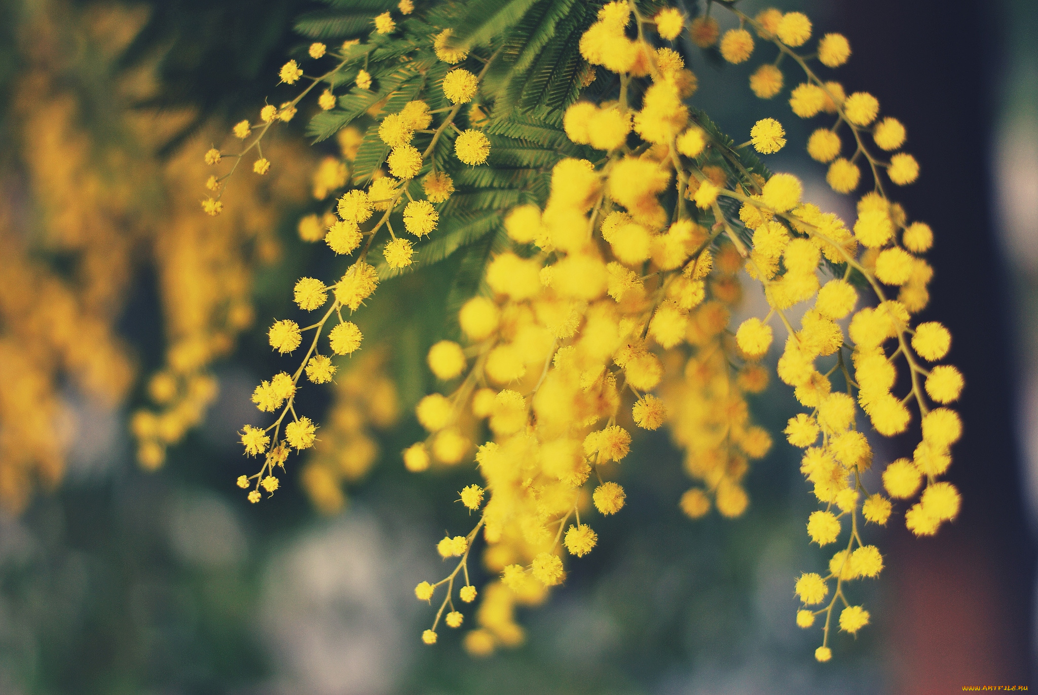 Мимоза обои на рабочий стол красивые. Дмт Мимоза хостилис. Мимоза желтая цветок. Цветы мимозы цветы мимозы. Весенние цветы желтые Мимоза.