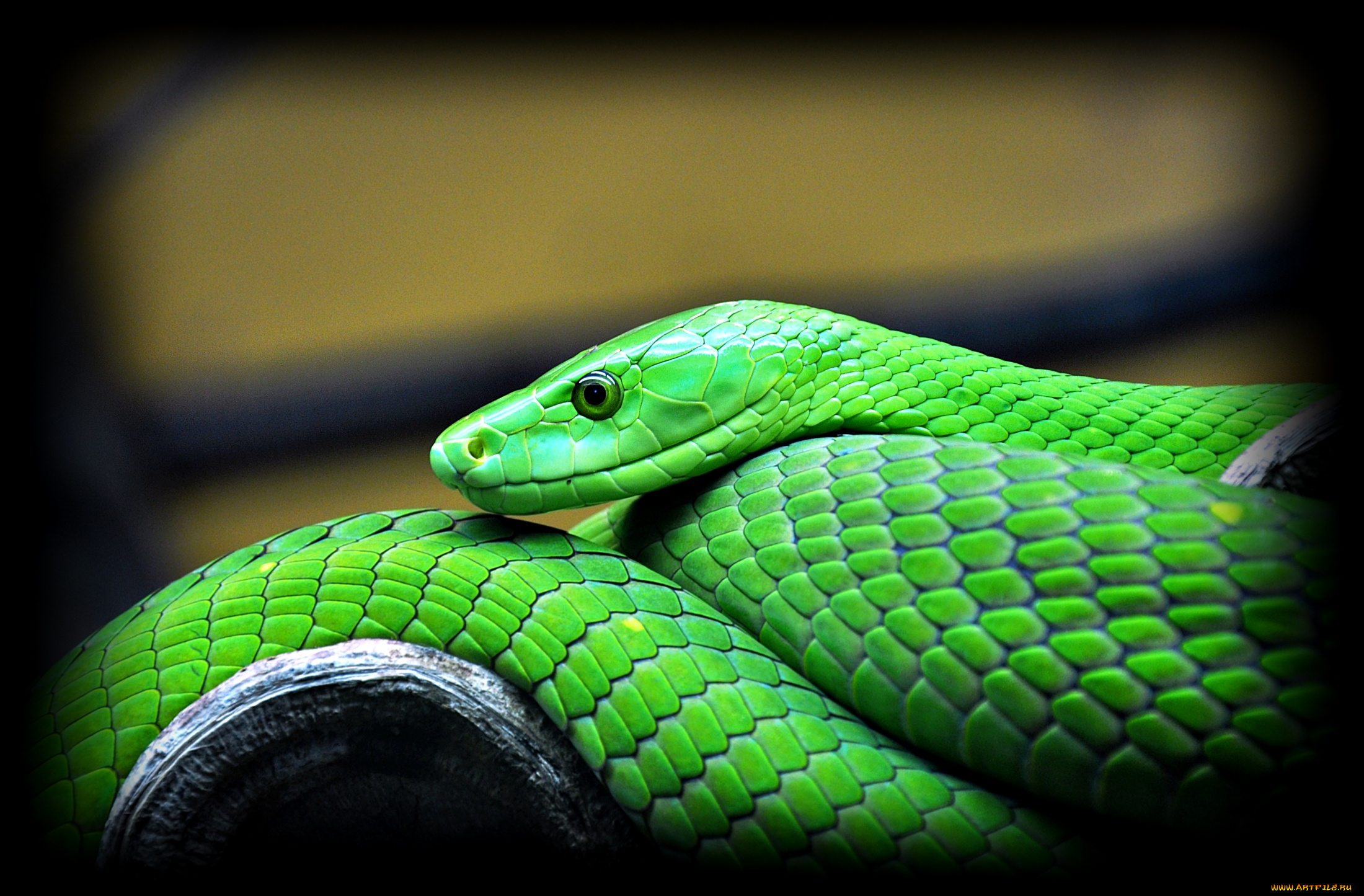 Змея зеленый питон мамба