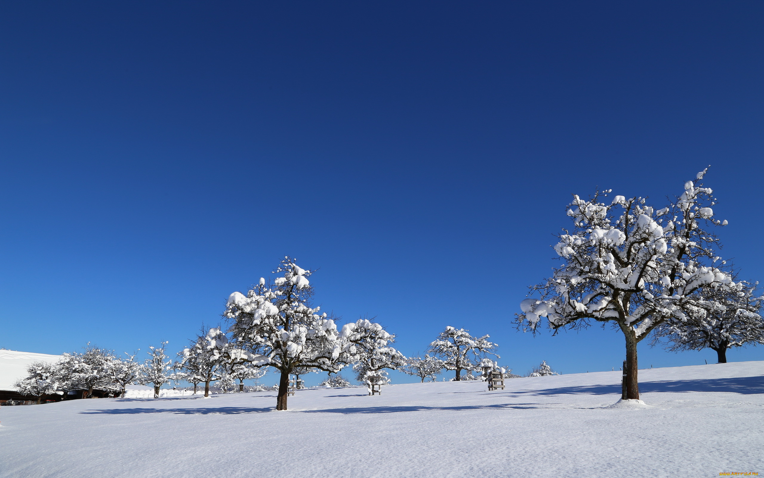природа, зима, поле, деревья, снег