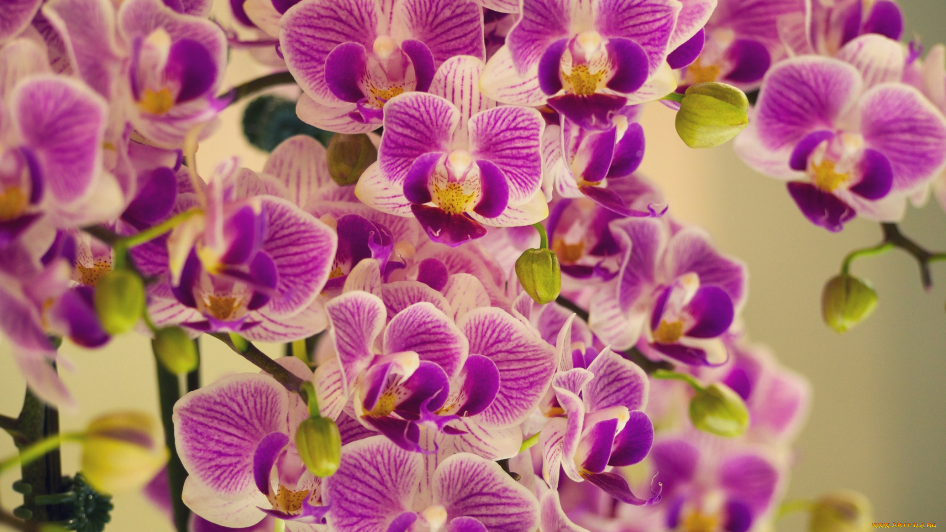 цветы, орхидеи, фиолетовые