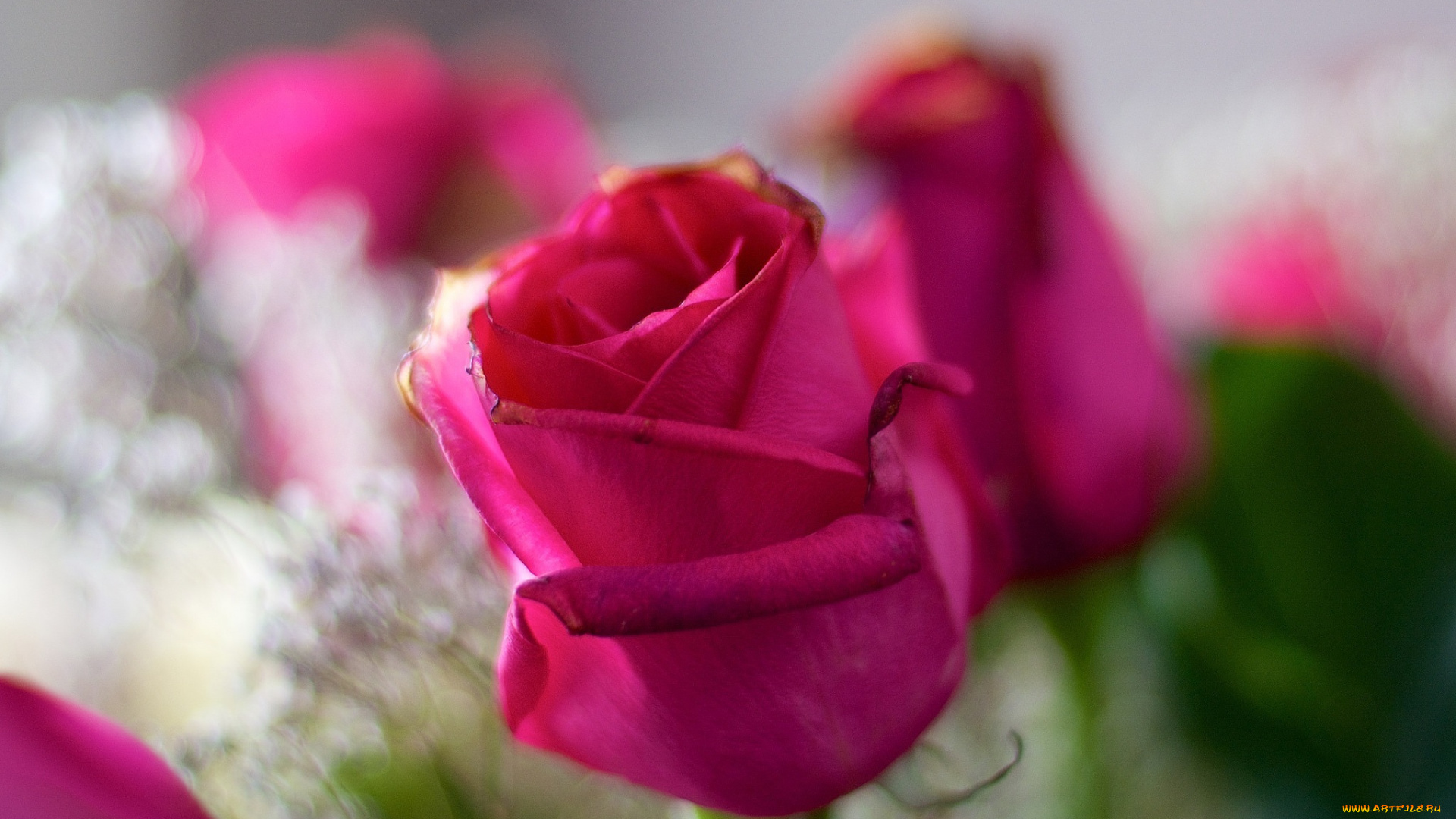 цветы, розы, лепестки, розовый, макро