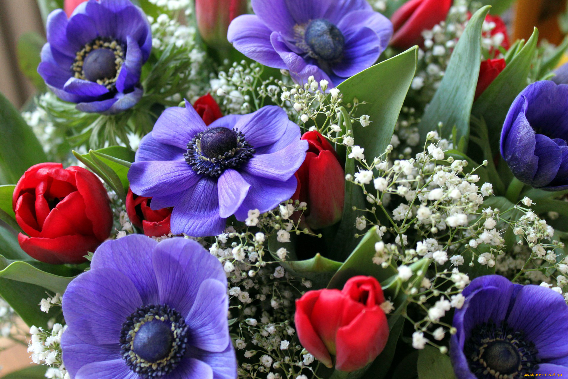 цветы, букеты, , композиции, гипсофила, тюльпаны, анемоны