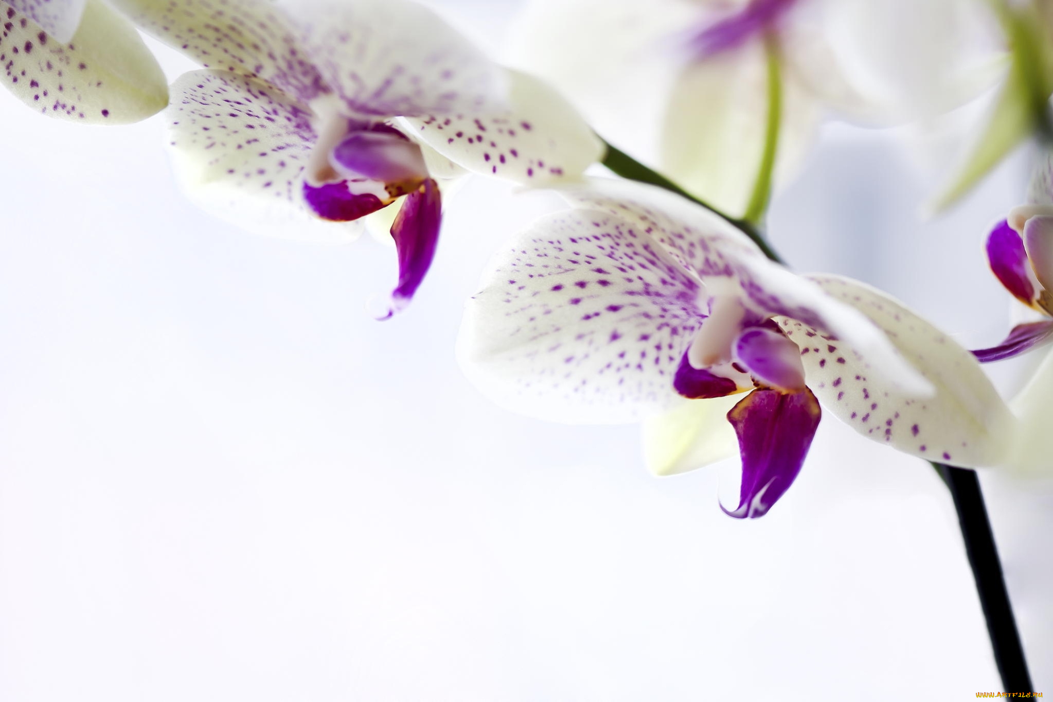 цветы, орхидеи, фаленопсис, белая, орхидея