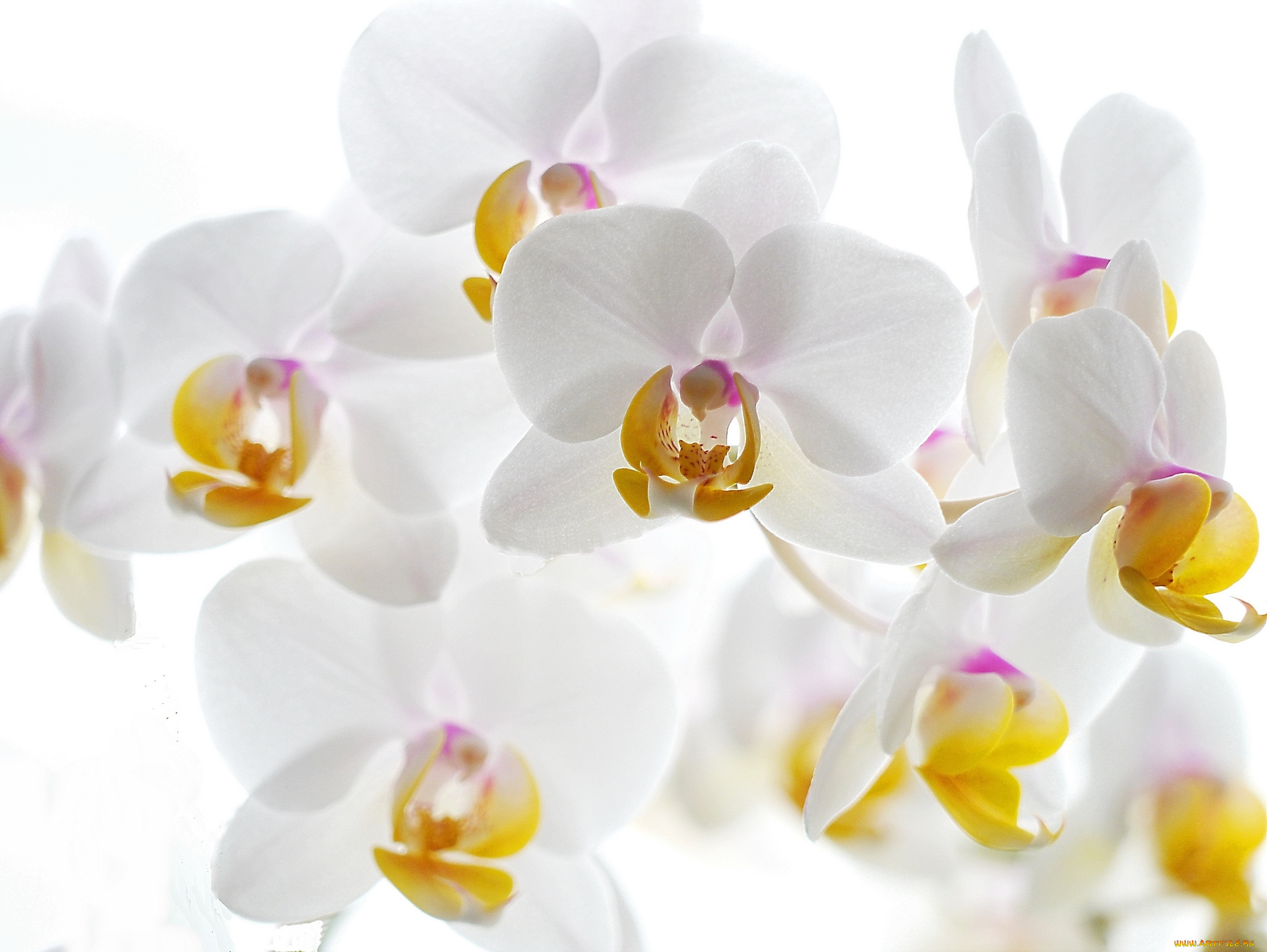 цветы белые орхидеи скачать
