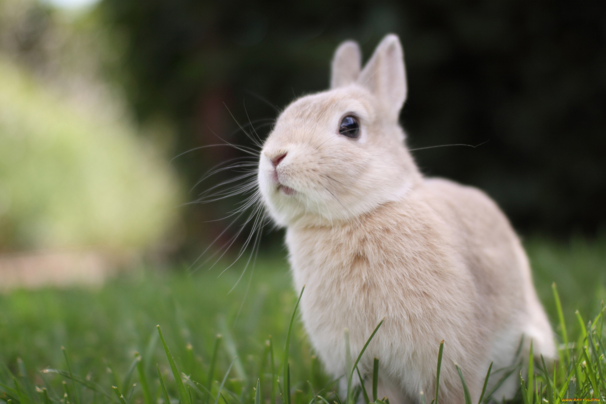 Animals en. Кролик. Красивый кролик. Милый кролик. Кролик фото.