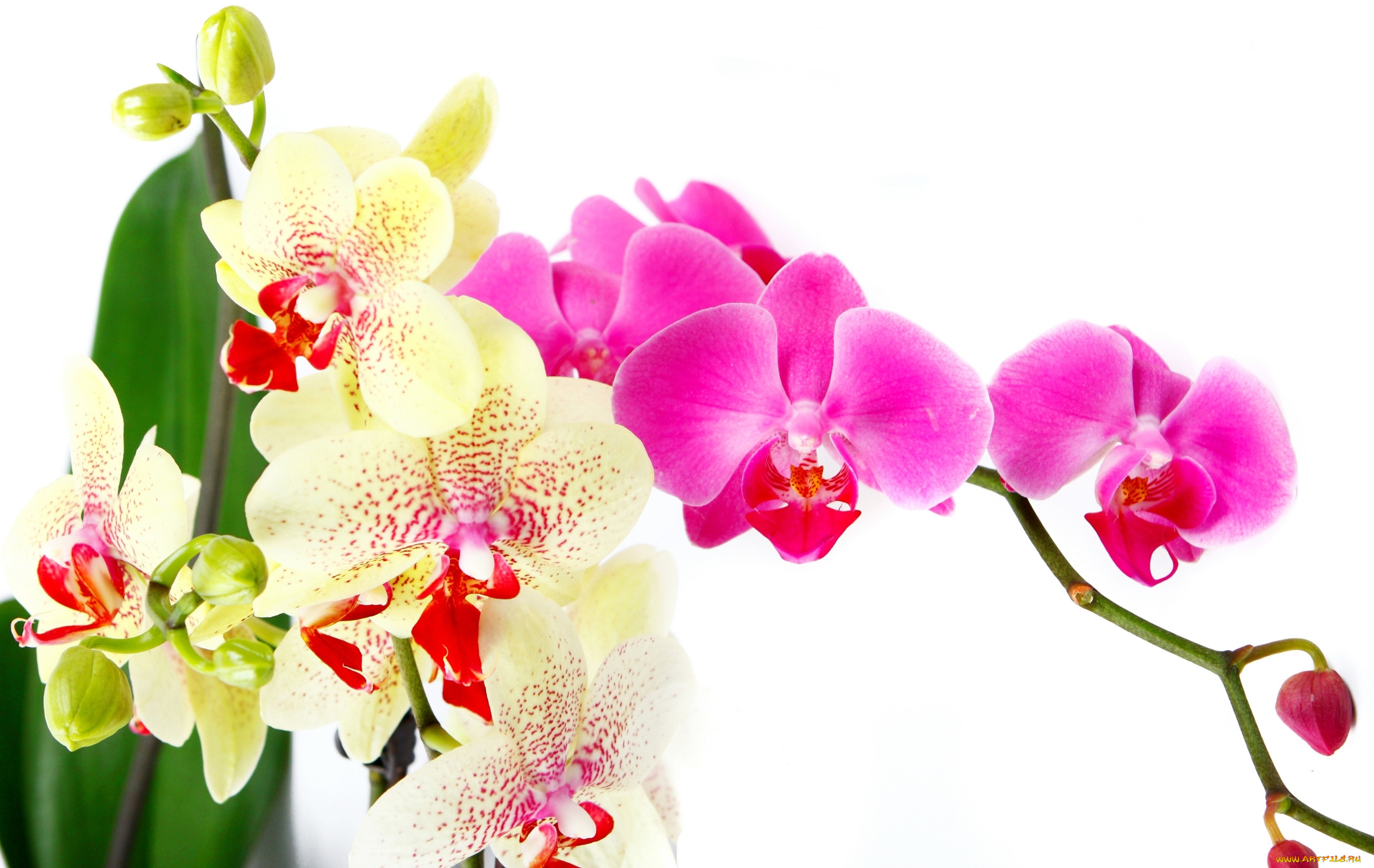 цветы, орхидеи, фаленопсис, белая, орхидея