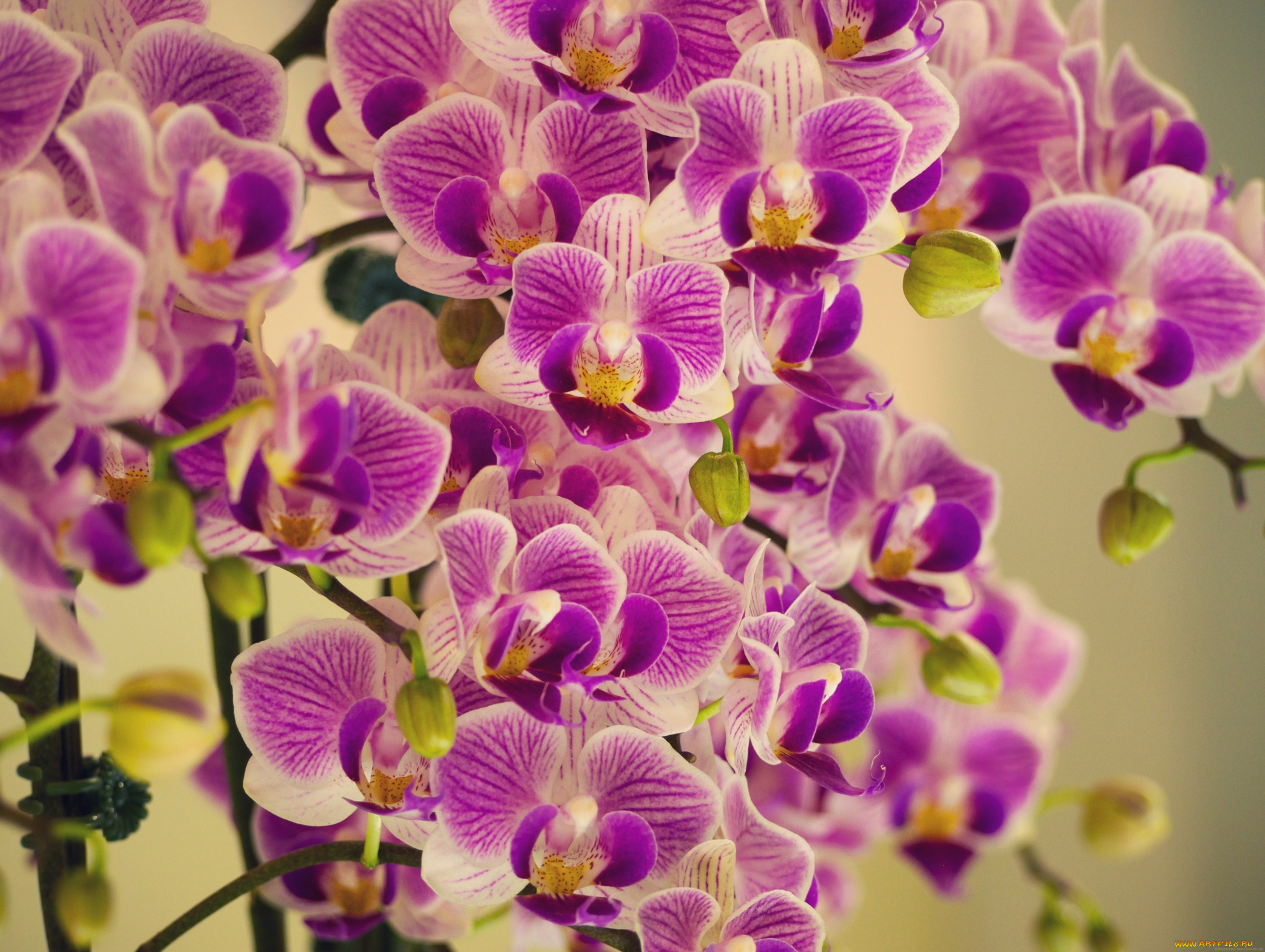 цветы, орхидеи, фиолетовые