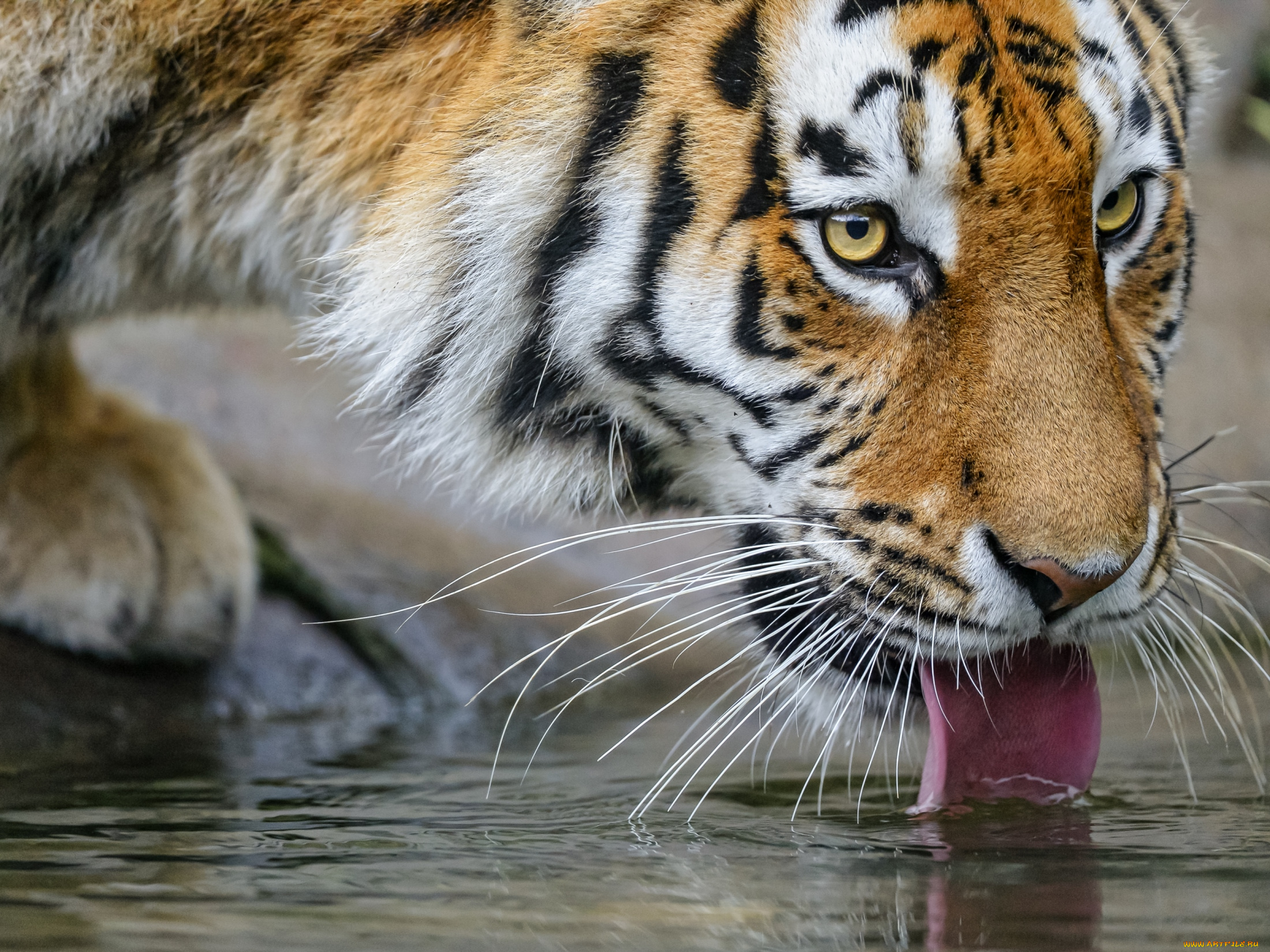 животные, тигры, водопой