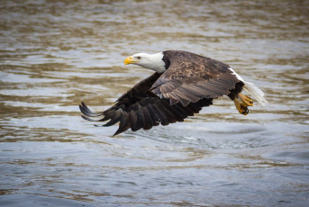 Картинка животные птицы+-+хищники крылья хищник орлан полет вода река