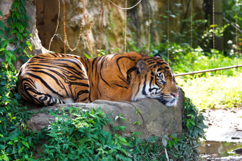 Картинка животные тигры суматранский тигр отдых трава камень кошка
