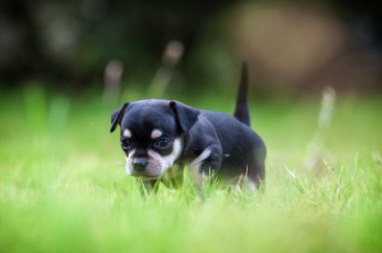 Картинка животные собаки щенок собака трава