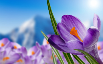 Картинка цветы крокусы весна