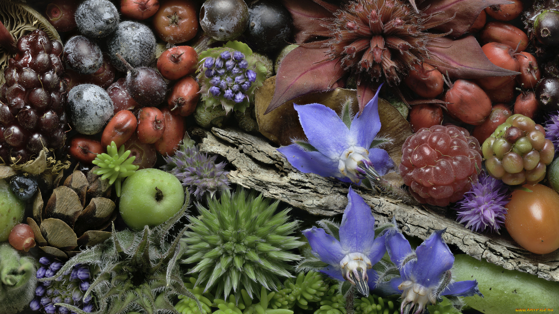 еда, фрукты, , ягоды, martin, dollenkamp, ягоды, цветы, текстура