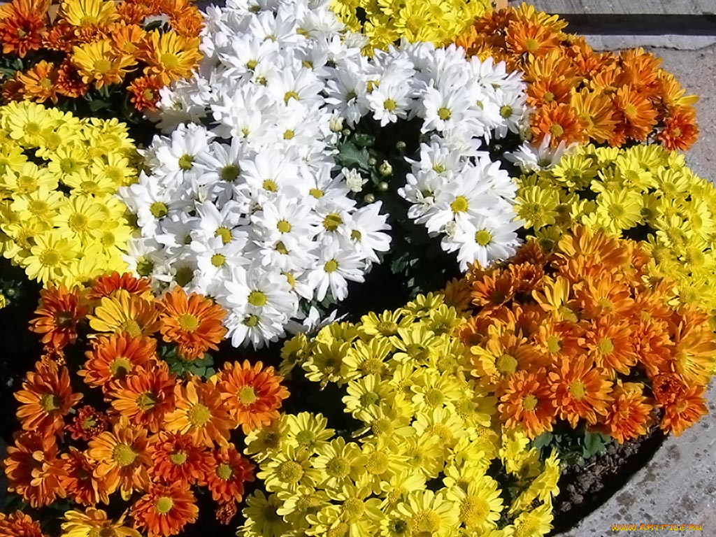 цветы, хризантемы